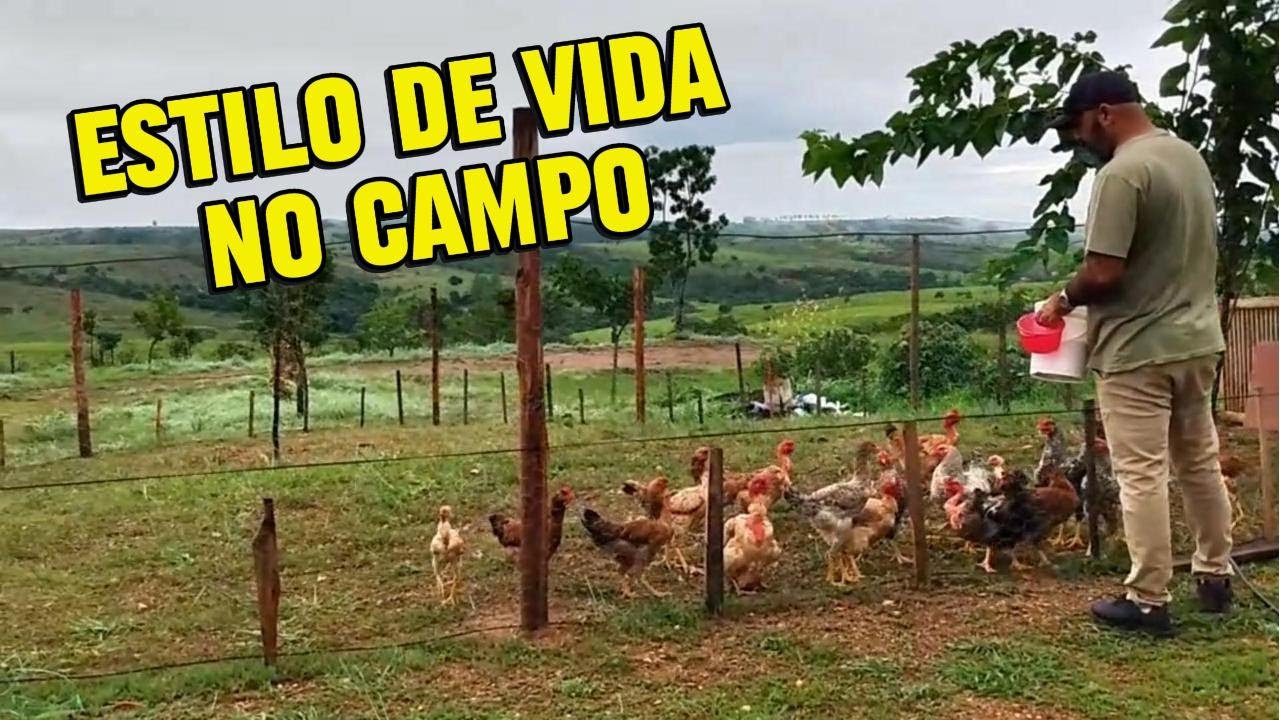 Sítio Do Zero | COMO É A NOSSA ROTINA NA ROÇA? Fiz Transplante De Rosas e MORANGOS!🌿