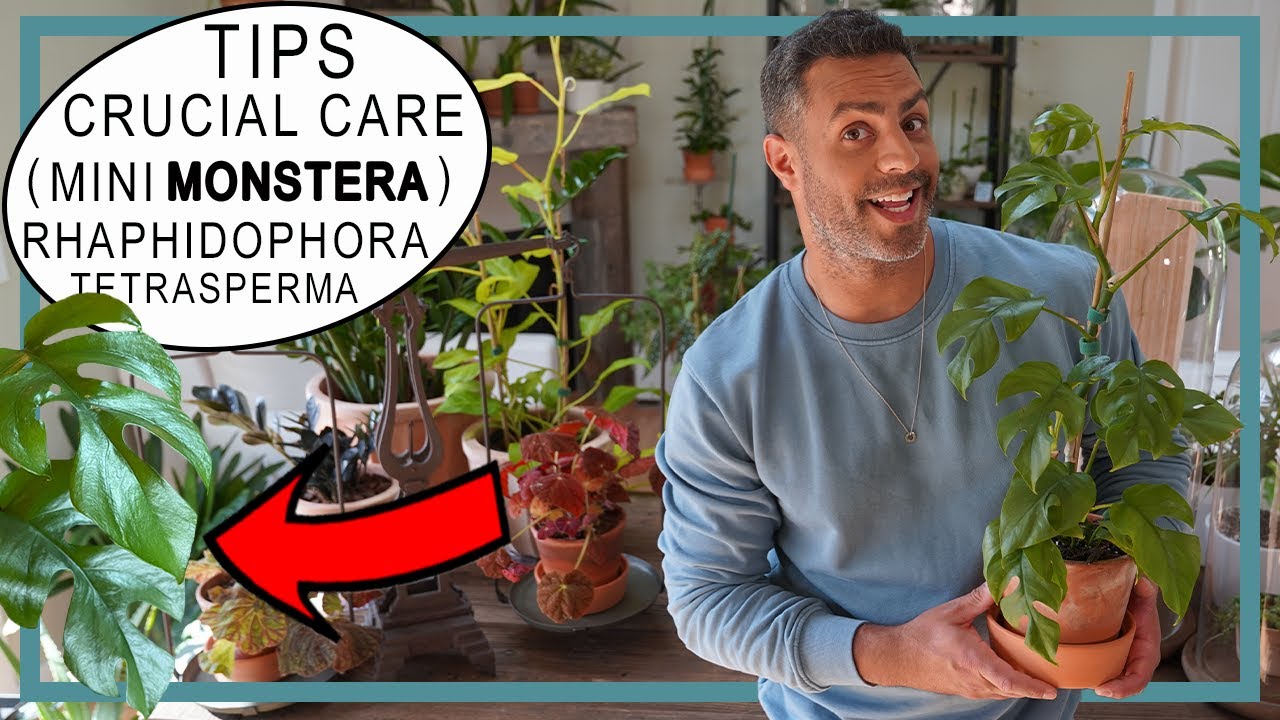 Houseplant Trends 2022! Monstera Mini (Rhaphidophora Tetrasperma) Crucial Care Tips and More!