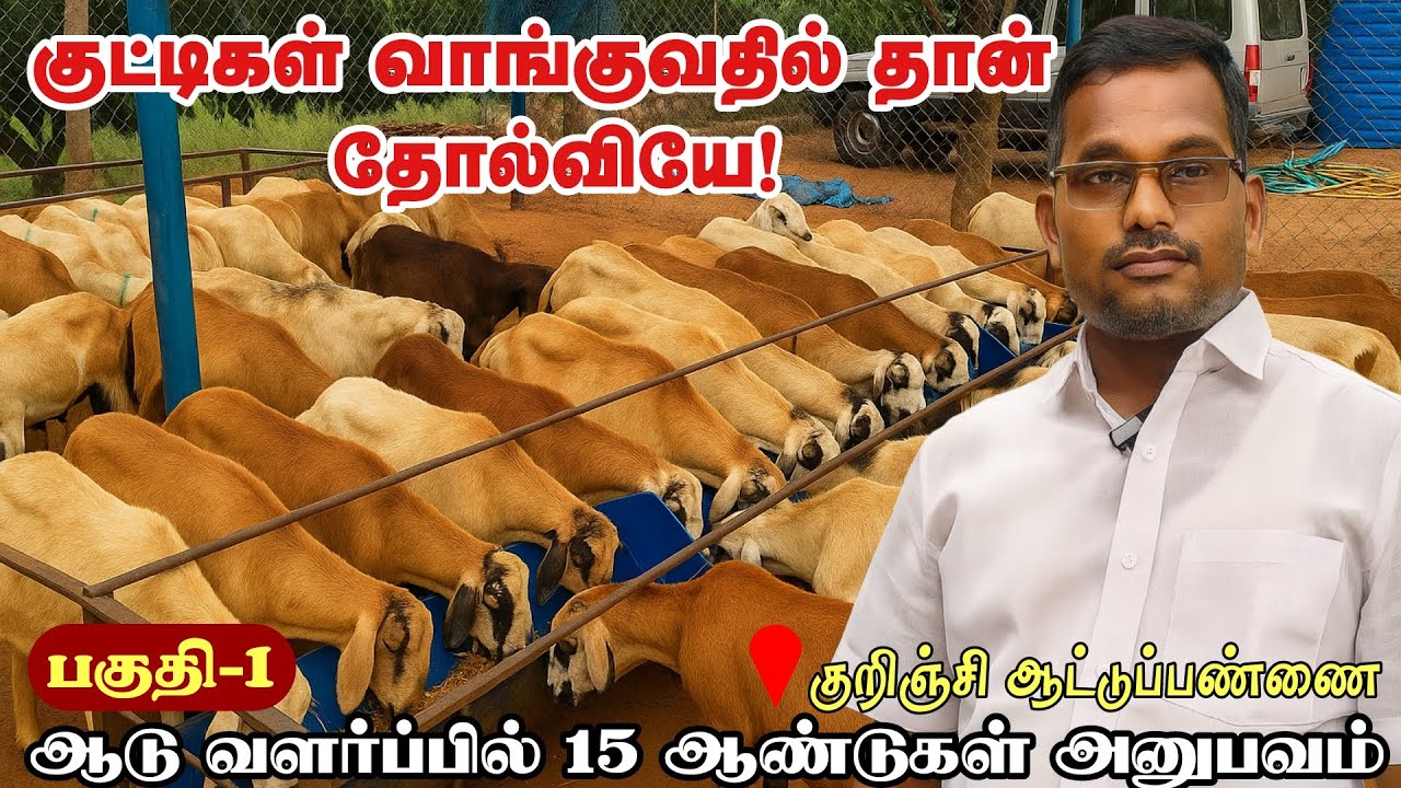 ஆட்டுப்பண்ணை இப்படி ஆரம்பித்தால் தோல்வியே வராது🔥  | goat farming #goat #farming #sheep