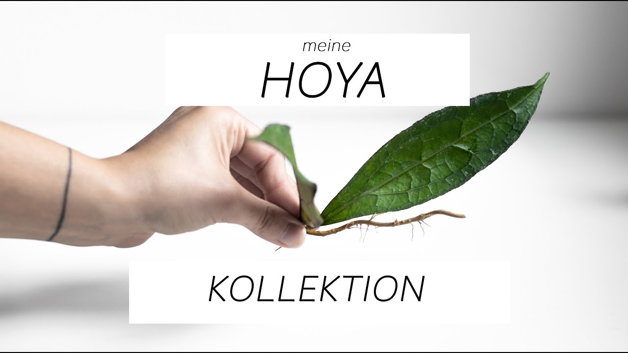 Meine HOYA Kollektion