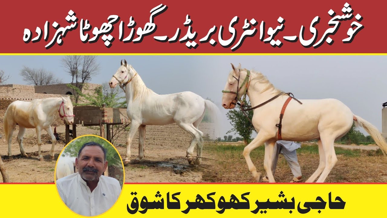 Best Breeder Horse of Haji Bashir Khokhar, Chota Shahzada.