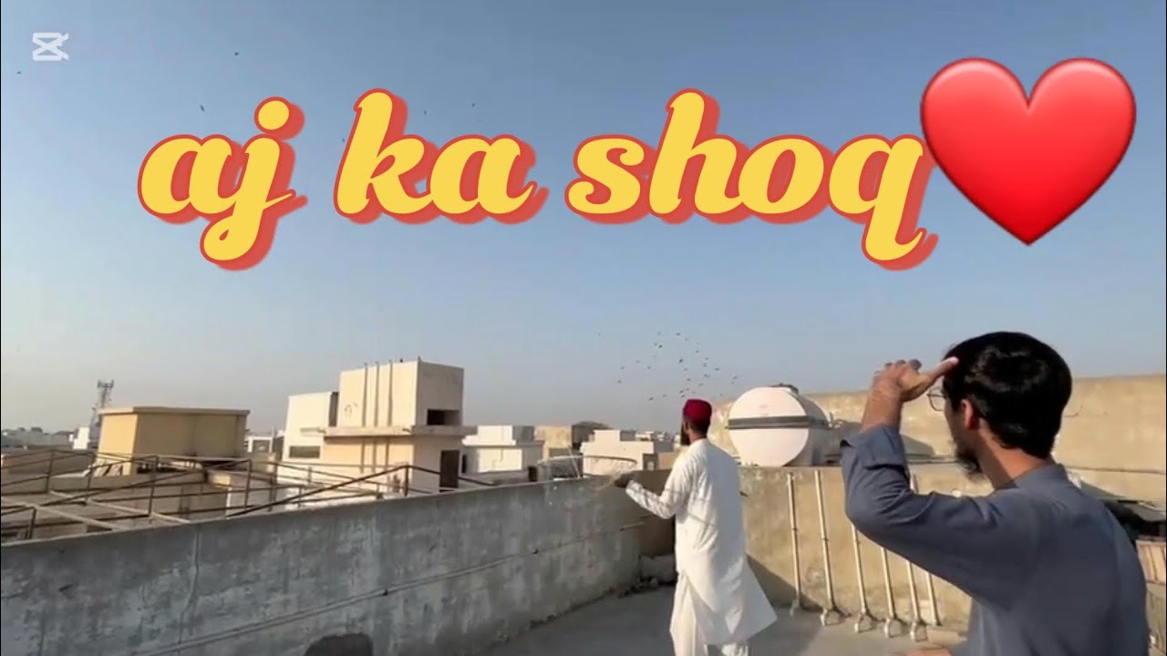 Aj ka shoq❤️#pigeon #bird#trending 