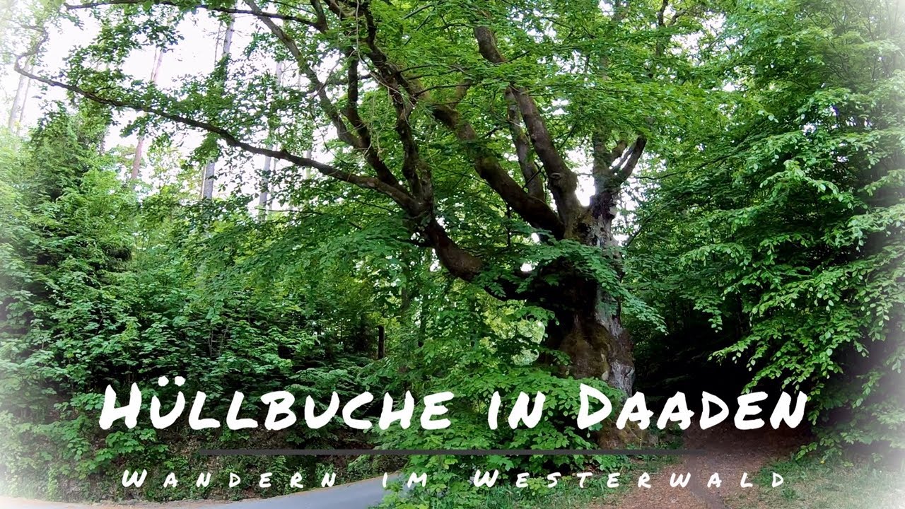 H&uuml;llbuche in Daaden, Wandern im Westerwald