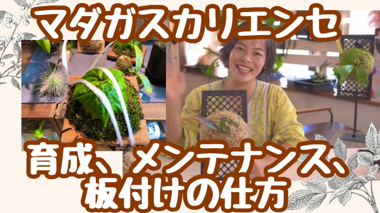ビカクシダ　マダガスカリエンセ　育て方、メンテナンス、板付の仕方