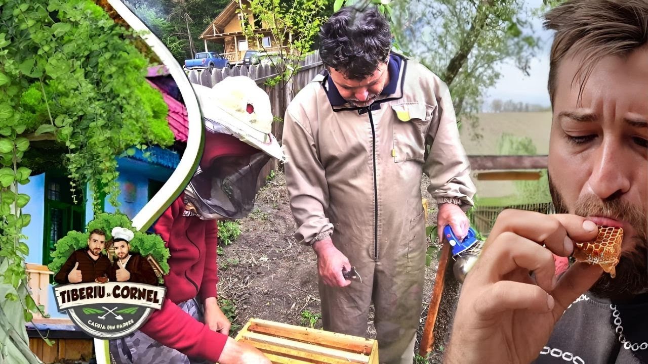 Avem trei familii de albine la Căsuța din Pădure! 🐝🐝🐝