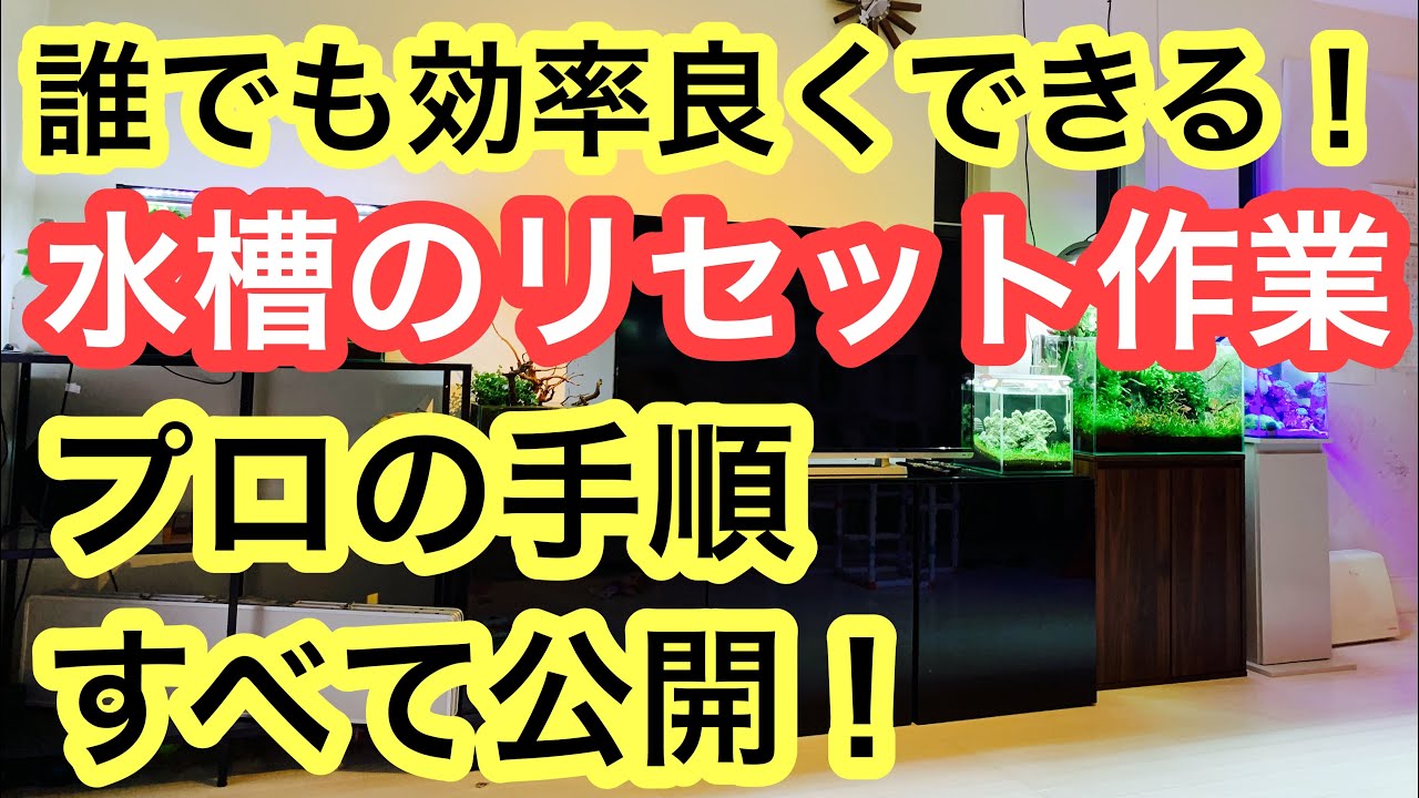 【プロの水槽リセット手順を公開!】リセットから水槽立ち上げまでの全工程を解説!