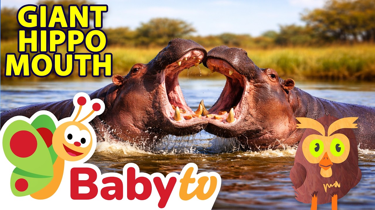 Hippos - Life in Water and Land 🦛🌊 | Explore the Animal Kingdom @BabyTV