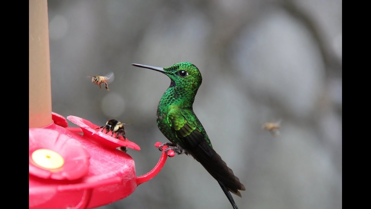 Sounds of Spring - Birds and Bees - Natures' White Noise for Sleep, Meditation, Relaxation or Study