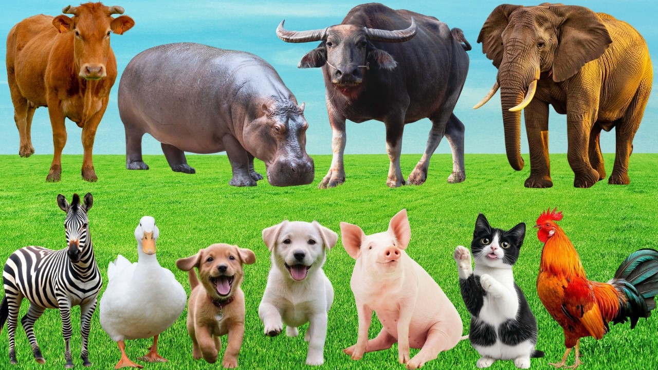 🎶Sân Khấu Đồng Quê 