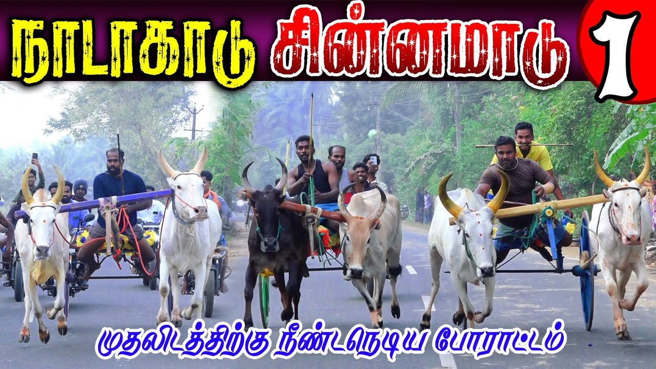 நாடாகாடு 1சின்னமாடு-01 (08.02.2026) பந்தயம் #perai_raj_digital #reklarace2026