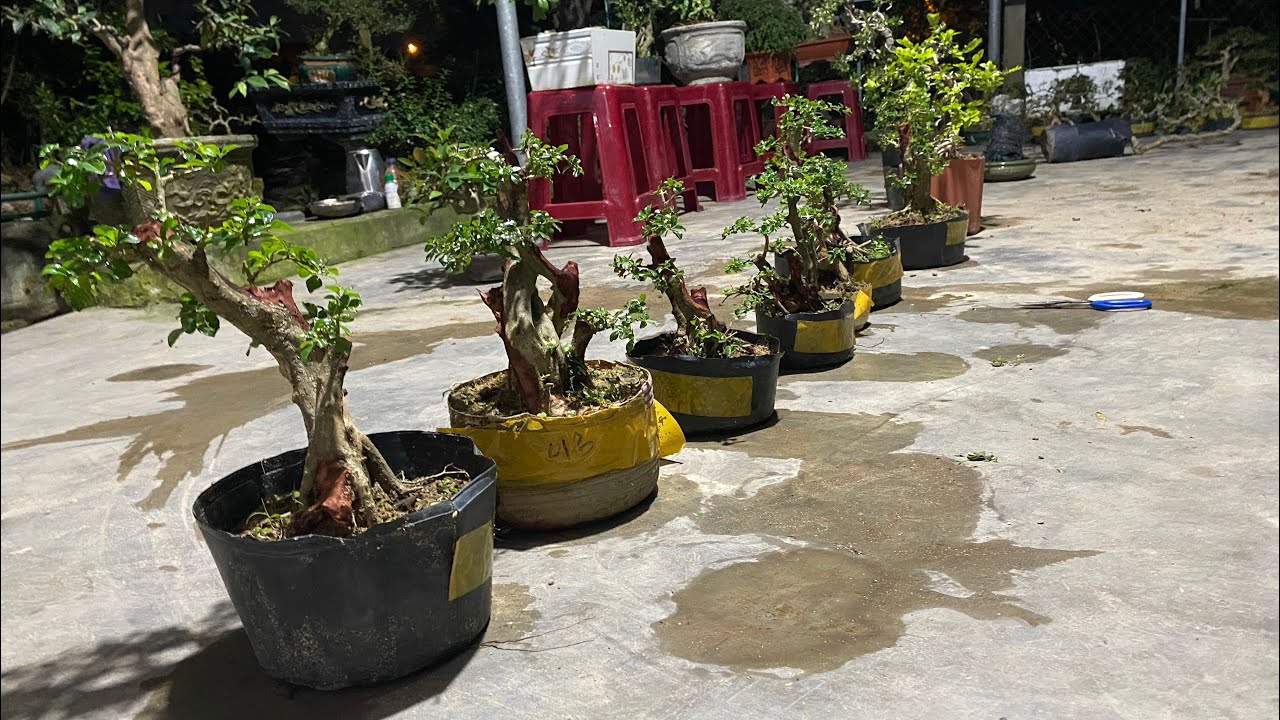 1/2 Glae  ít mã cây cần ib 0852139168