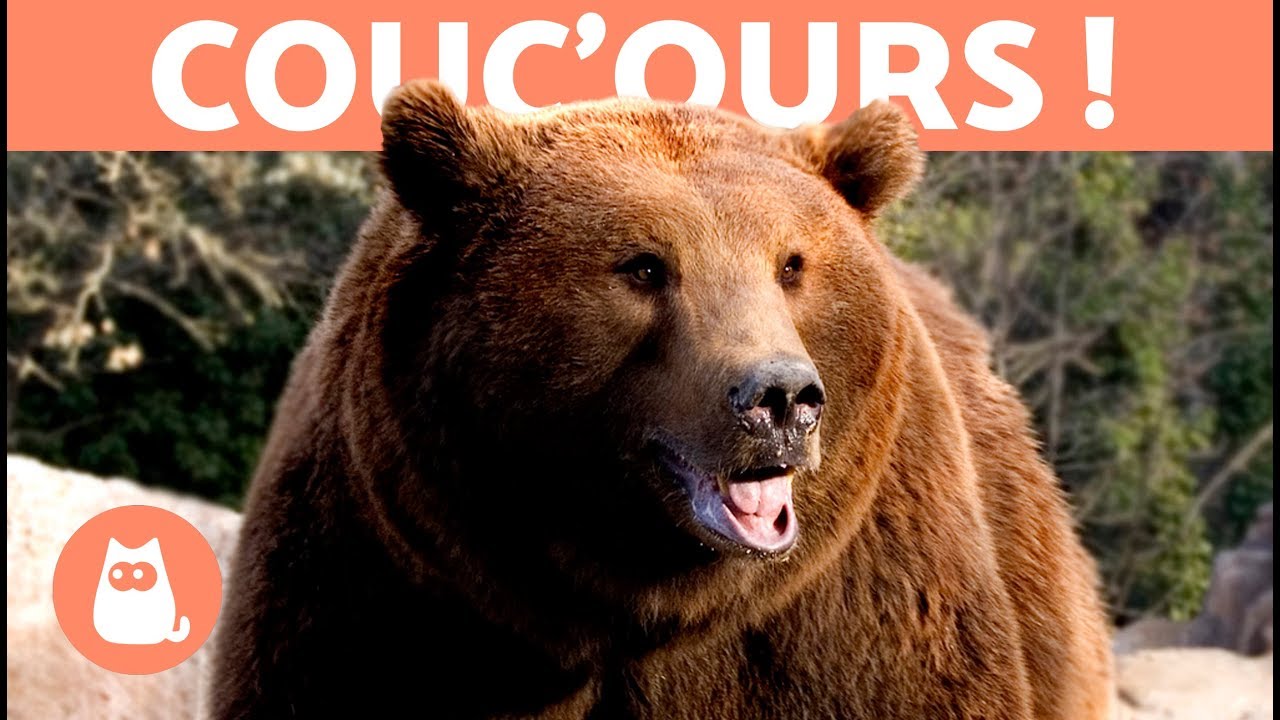 Types d'ours sauvages 🐻