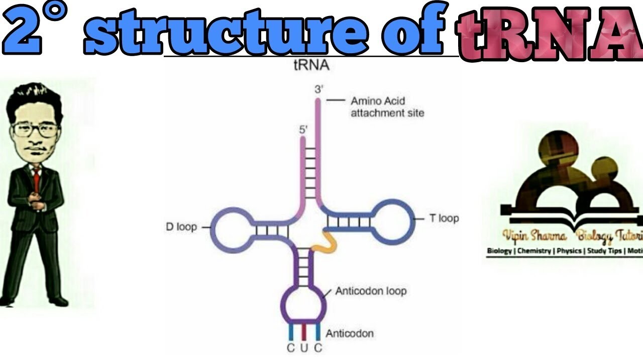 Secondary structure of tRNA/Clover leaf model for NEET AIIMS JIPMER etc.