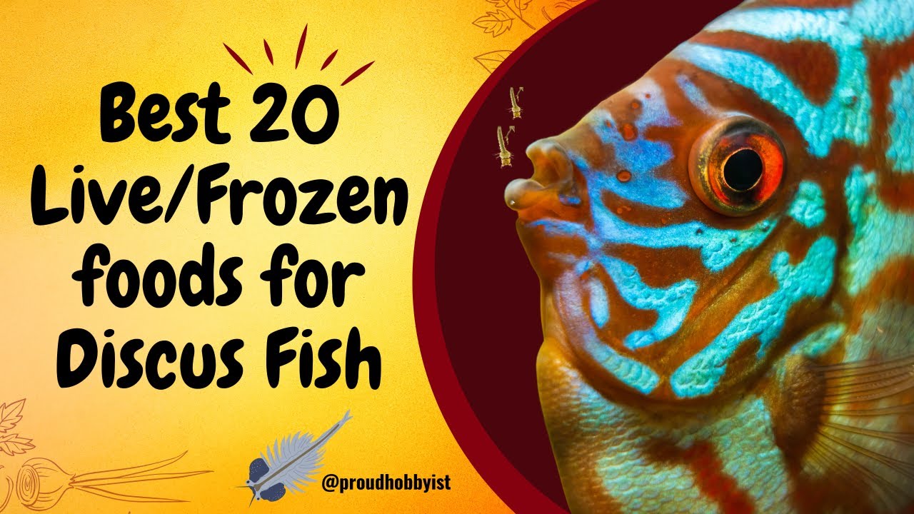 Best 20 Live and Frozen Fish Foods for Discus Fish | Top discus fish foods | Proud Hobbyist