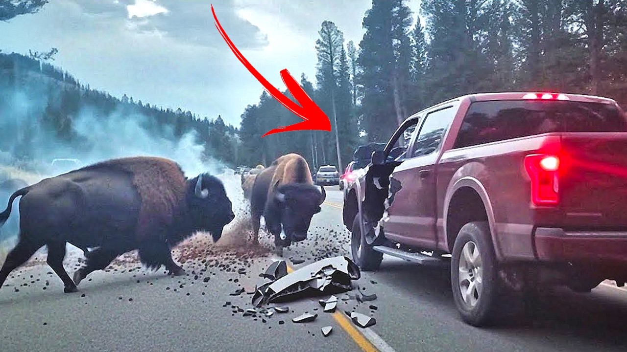 Damn Nature You Scary | Rare & Scary Animal Encounters 😱 #9