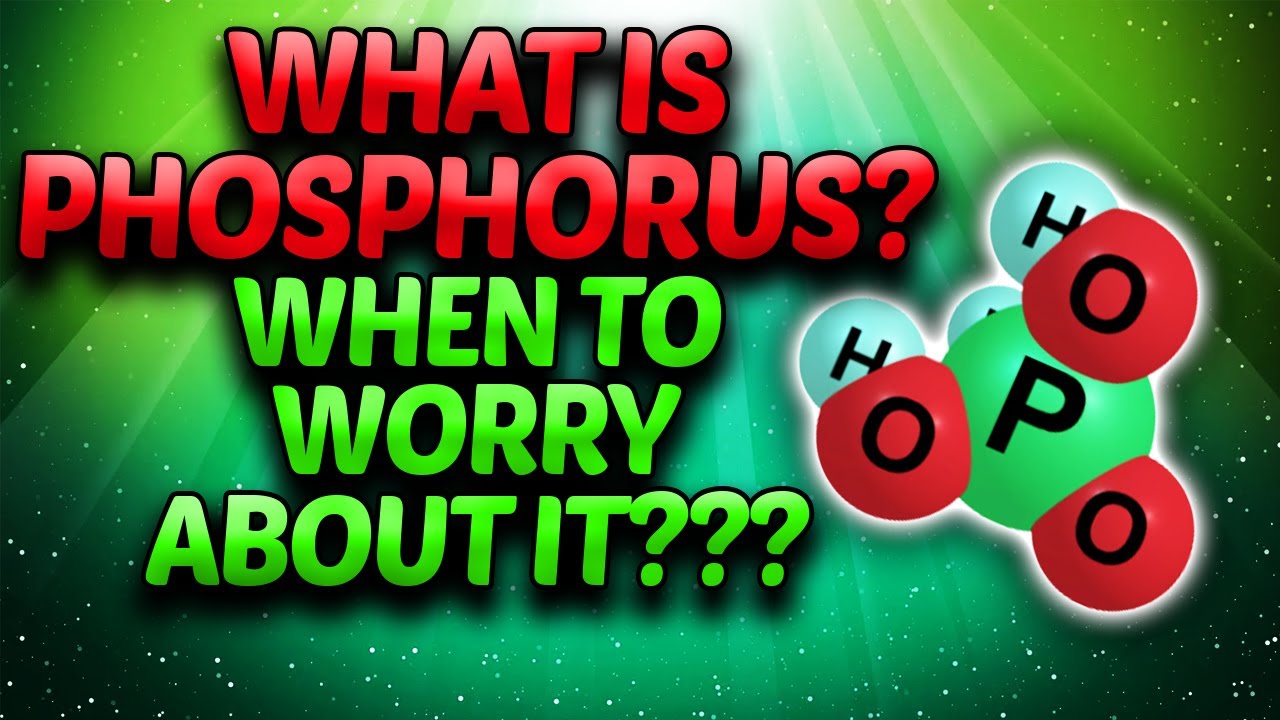 What Is Phosphorus | When You Need To Worry About Phosphorus | Which Phosphates To Watch Out For?