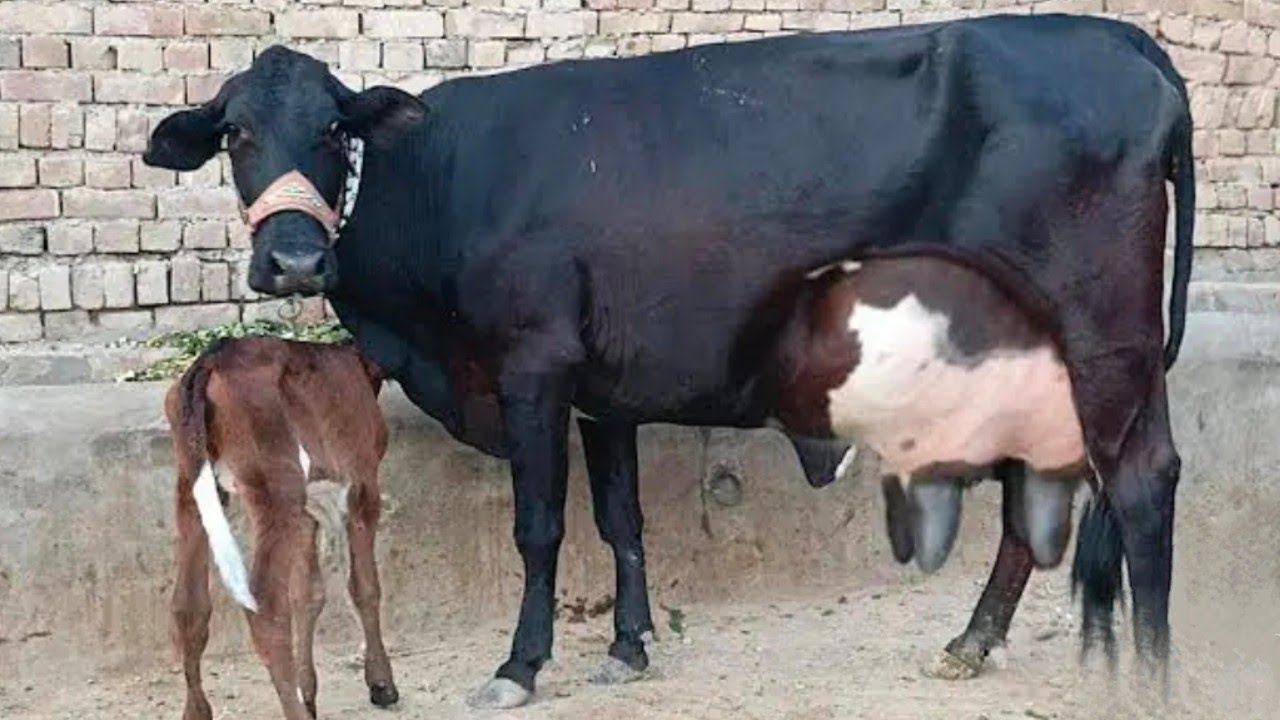 26 kg milk Jersey friesian cross cow (03198651951) on YouTube 5 February 2025