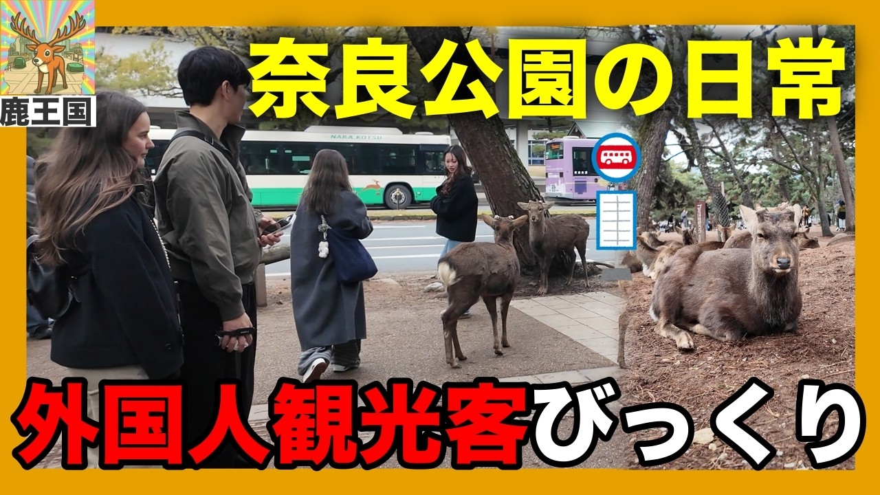 【奈良】奈良公園の鹿たちの日常 外国人観光客もびっくりの奈良公園　2026/2月 4K【NARAJAPAN】鹿王国
