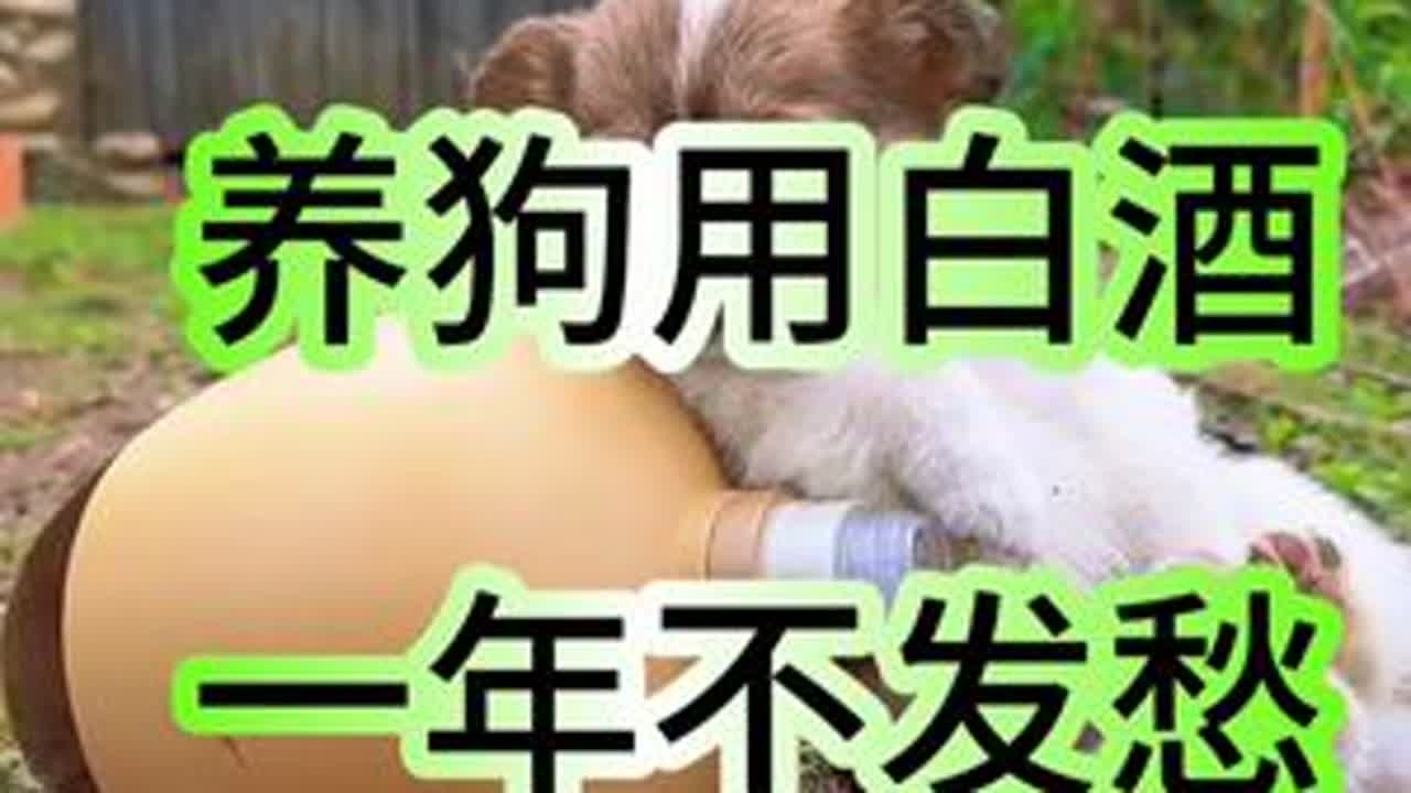 养狗用白酒，一年不发愁#狗狗 #萌宠 #猫咪 #流浪狗 #关爱狗狗