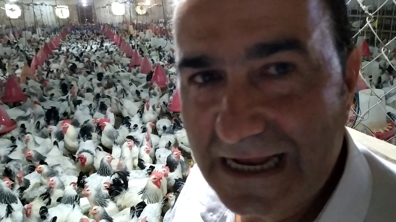 Az yeyib tez çəki yığan yerli quş cinsi-1