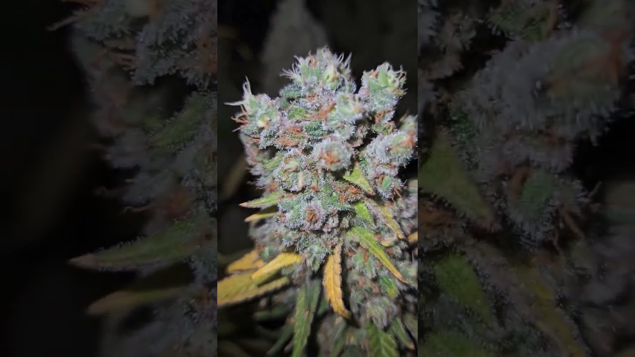 Ernte Critical Kush dick und harzig #acinfinity #spiderfarmerled #viparspectra #grow #critical #kush