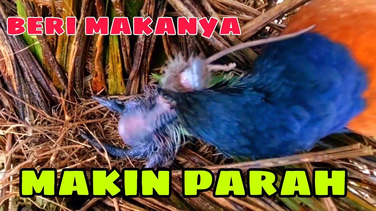 INDUK DAN ANAK BURUNG BUBUT SAMA GILANYA