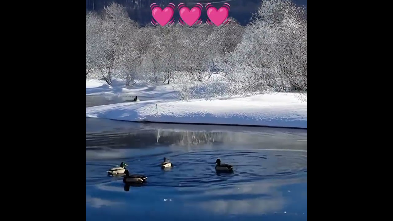 Duck hunting 