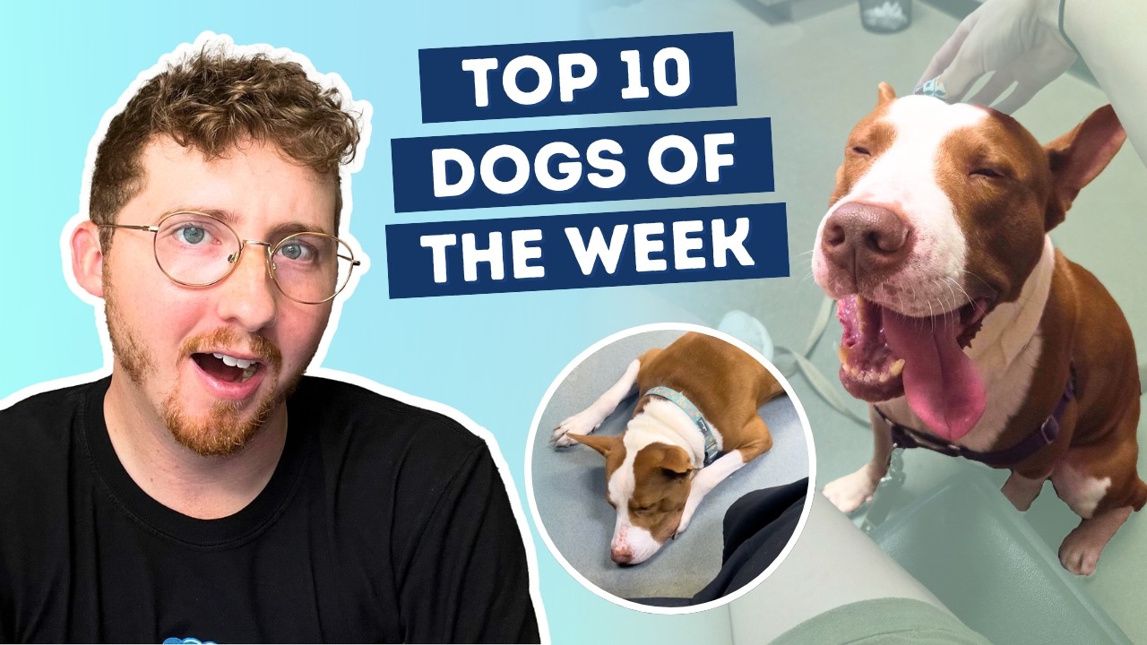 This Dog Falls Asleep When He's Excited