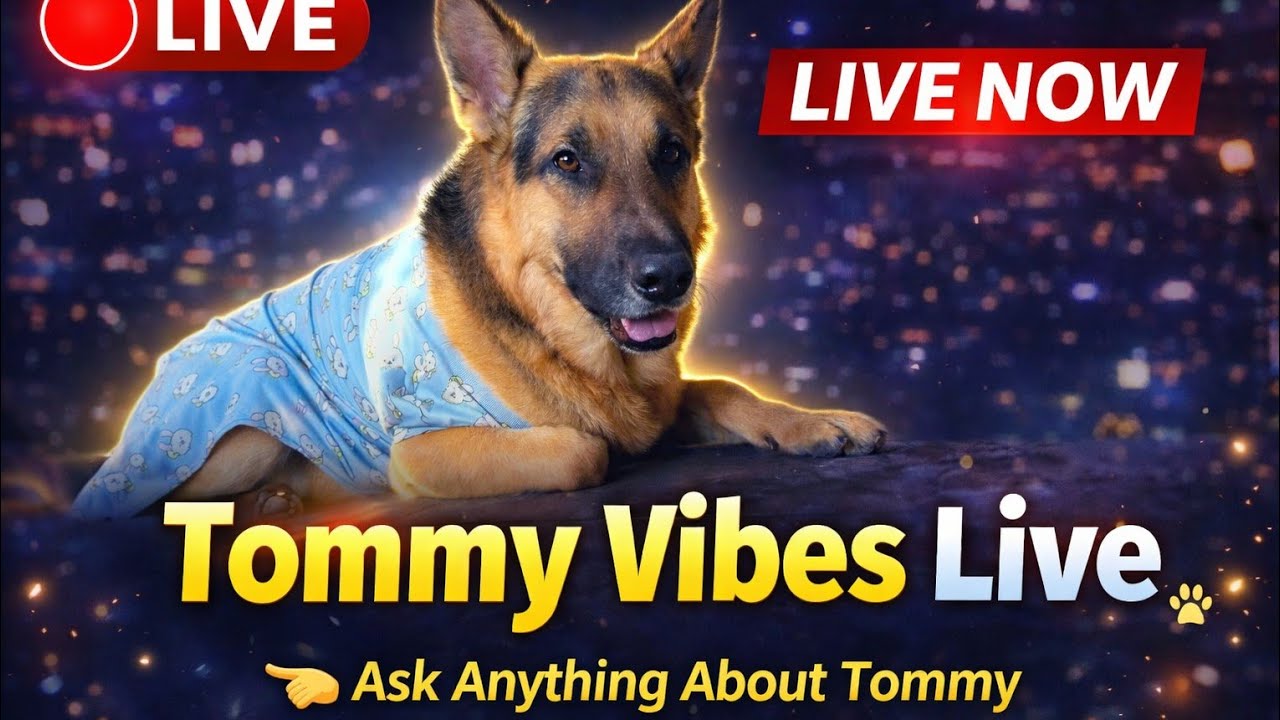 Tommy vibes is live