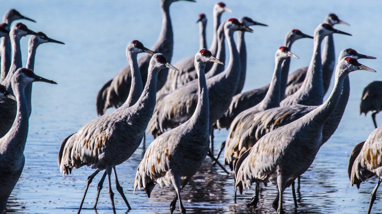 Sea Salt: The Oklahoma Great Salt Plains