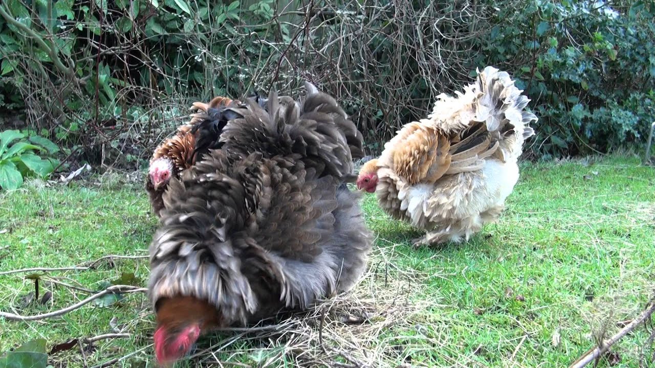 Pekin Frizzle Bantam Chickens