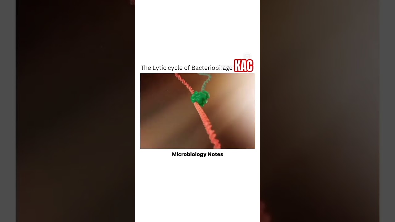 Lytic cycle of bacteriophage 