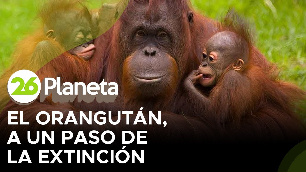 El orangután, a un paso de la extinción