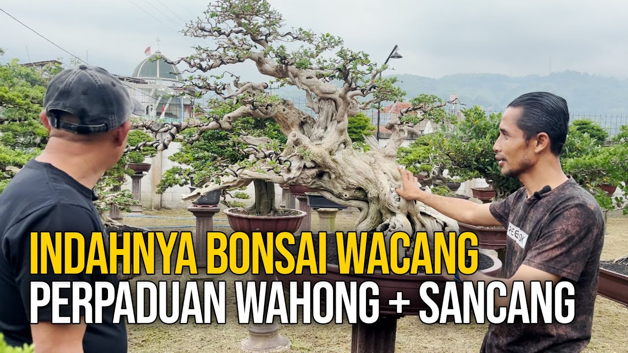 Bonsai Perpaduan Wahong dan Sancang (Wacang)