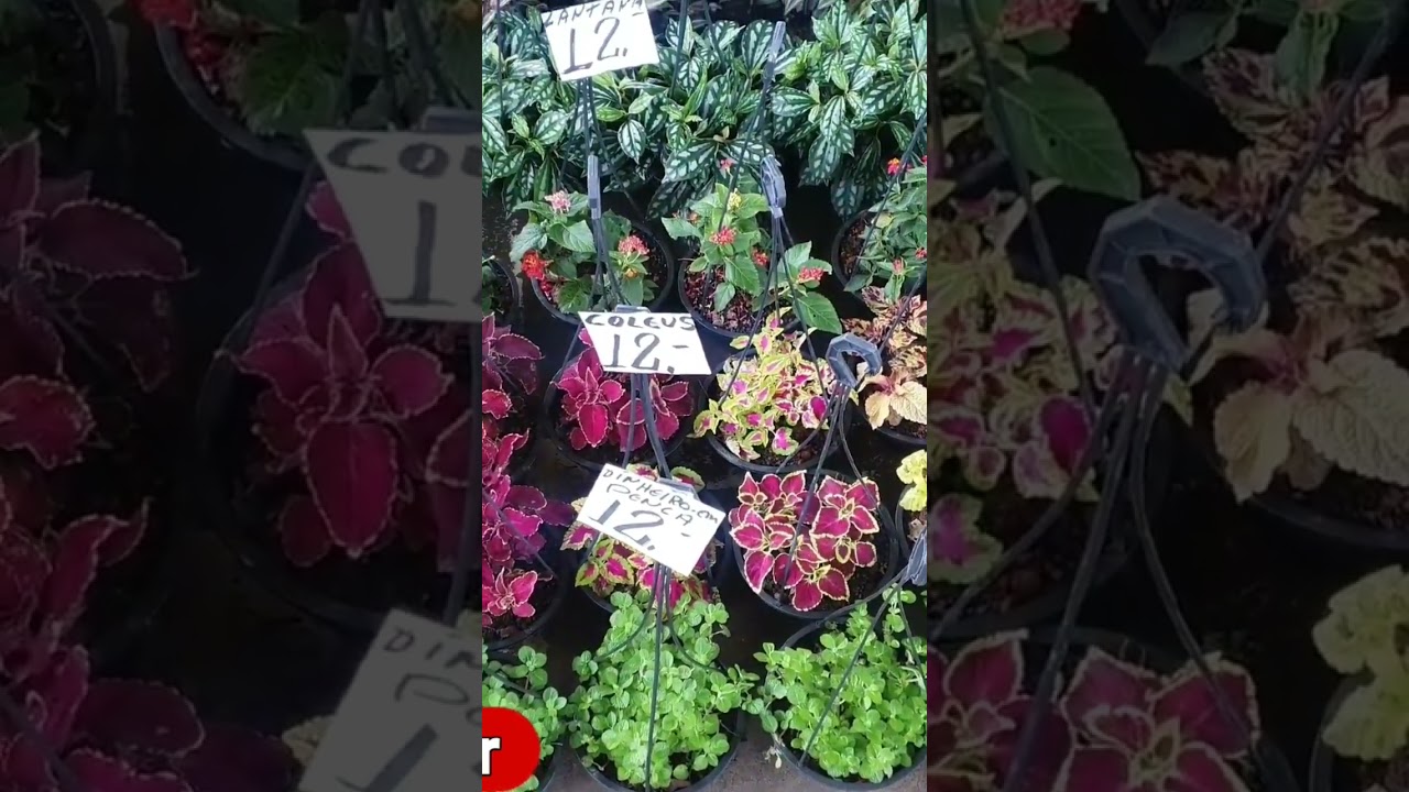 qualquer plantas 12 reais na feira!