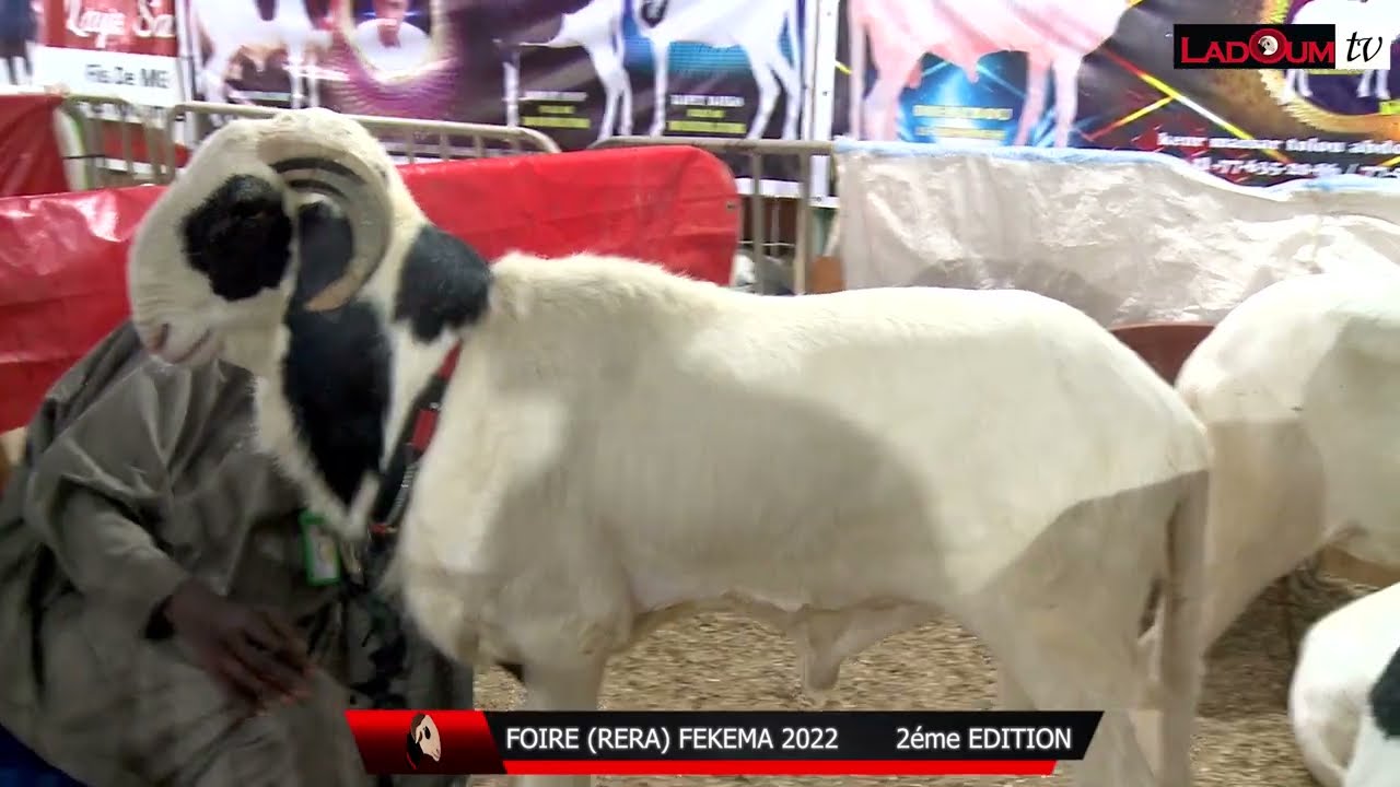 FOIRE RERA FEKEMA 2022 BERG SERIGNE KOSSO MBACKE