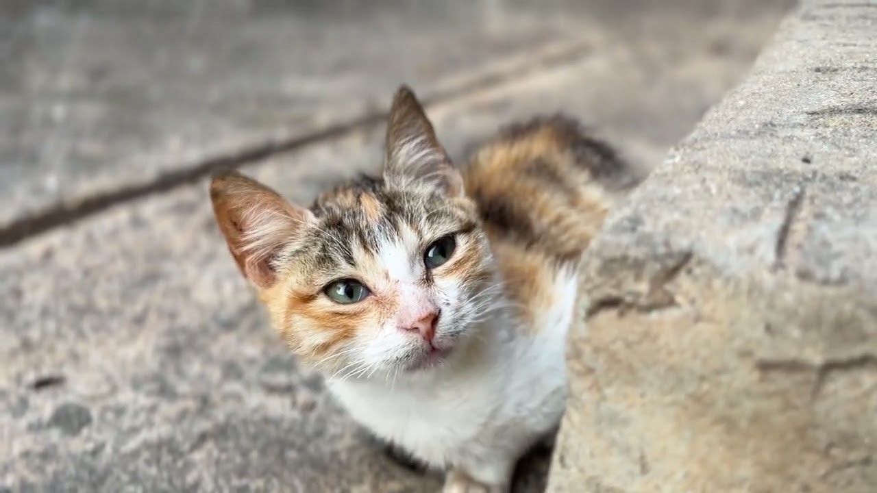 Cute Cats Playing Together – Pure Happiness 🐾