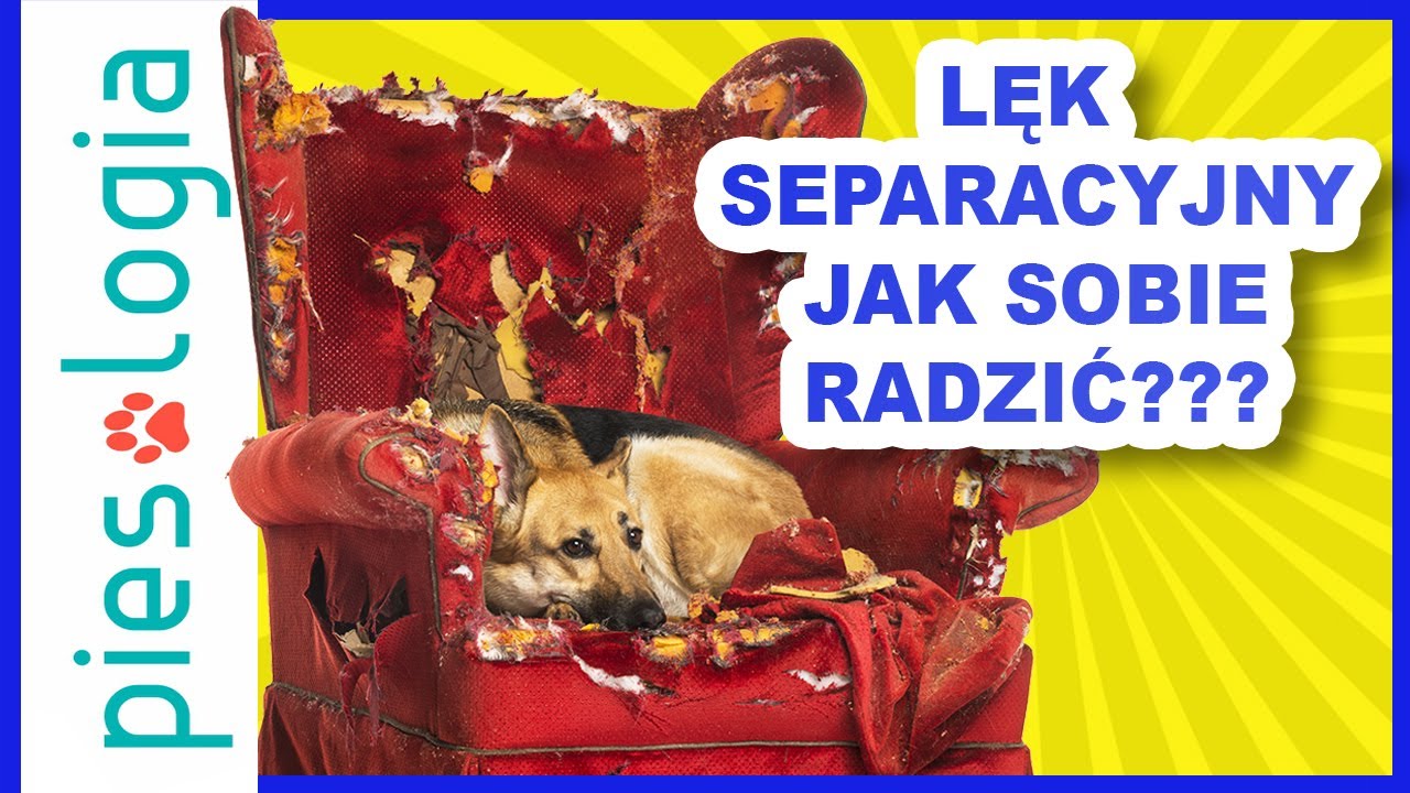 Jak sobie radzić z lękiem separacyjnym u psa?