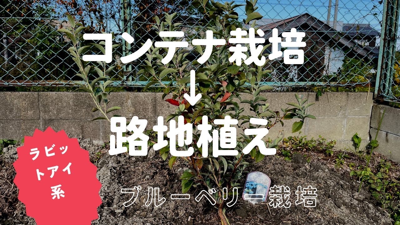 【ブルーベリー栽培】コンテナ栽培→路地植え
