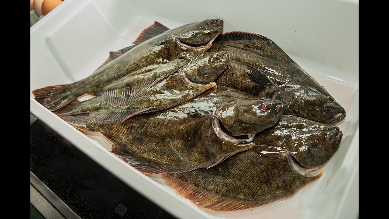 Northland Hunting Flounder 10th & 14th 12 2025