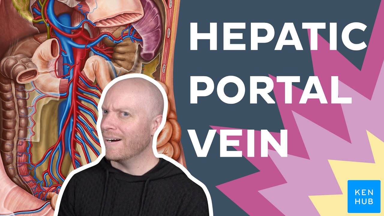 Hepatic portal vein: Anatomy and function | Kenhub