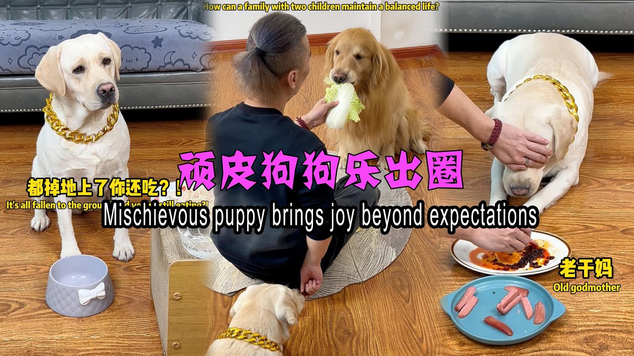 顽皮狗狗乐出圈Mischievous puppy brings joy beyond expectations#搞笑汪驾到#萌寵#寵物#搞笑#拉布拉多 #doglover #Labrador#dog