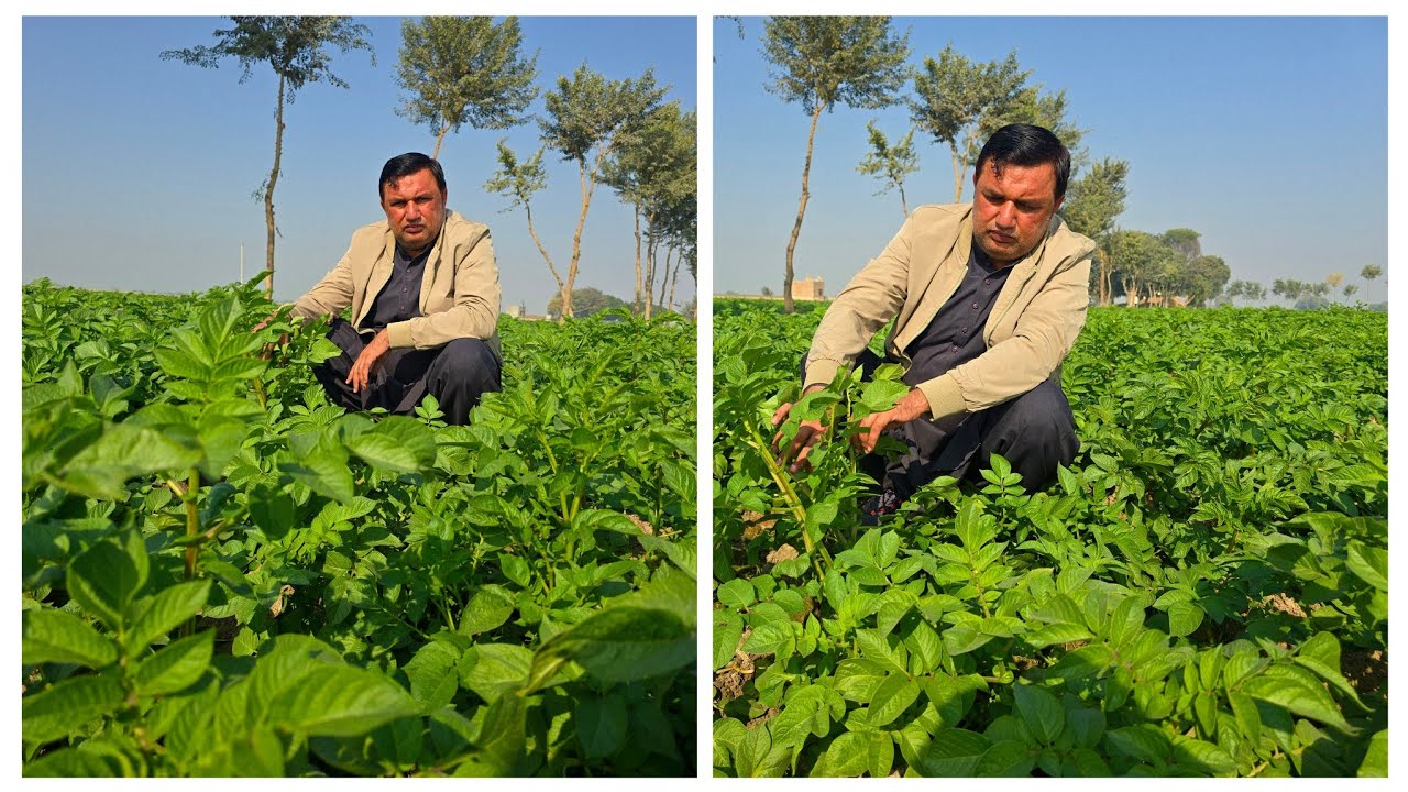 Black Rot in Potato// Alo ki sab sy khatrnak bemari// complete Guideline &Control// Potato Black Rot