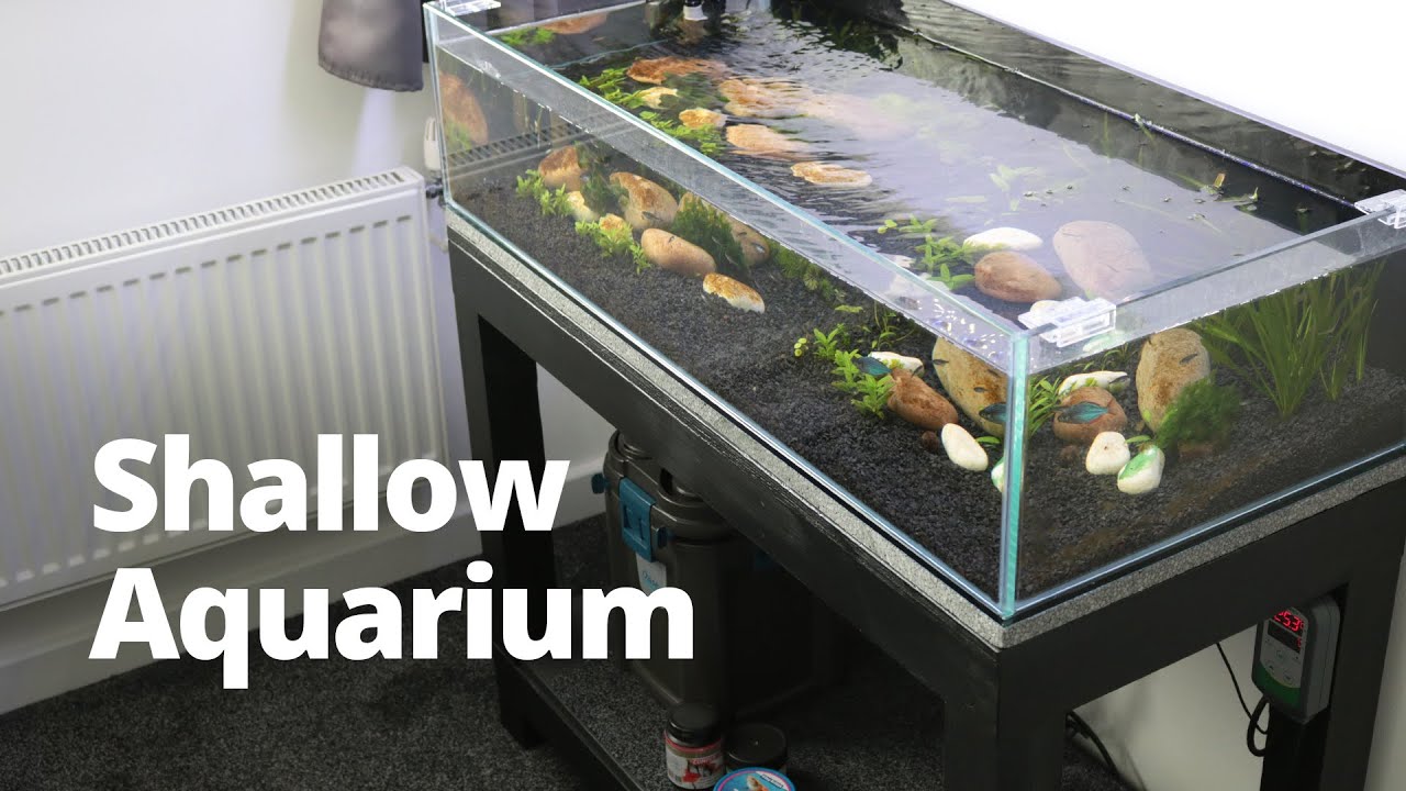 New custom shallow aquarium
