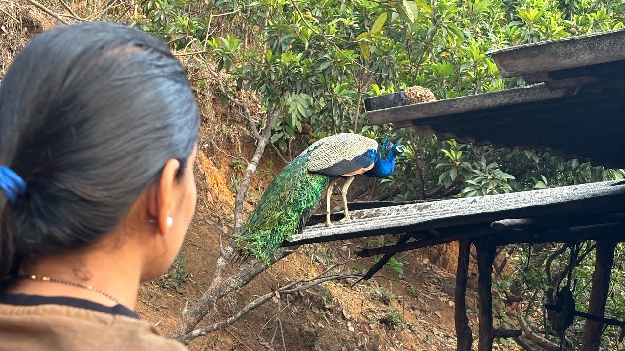 आजी मोरा सोबत कशी बोलते | मयुरीला दाखवला मोर 😍