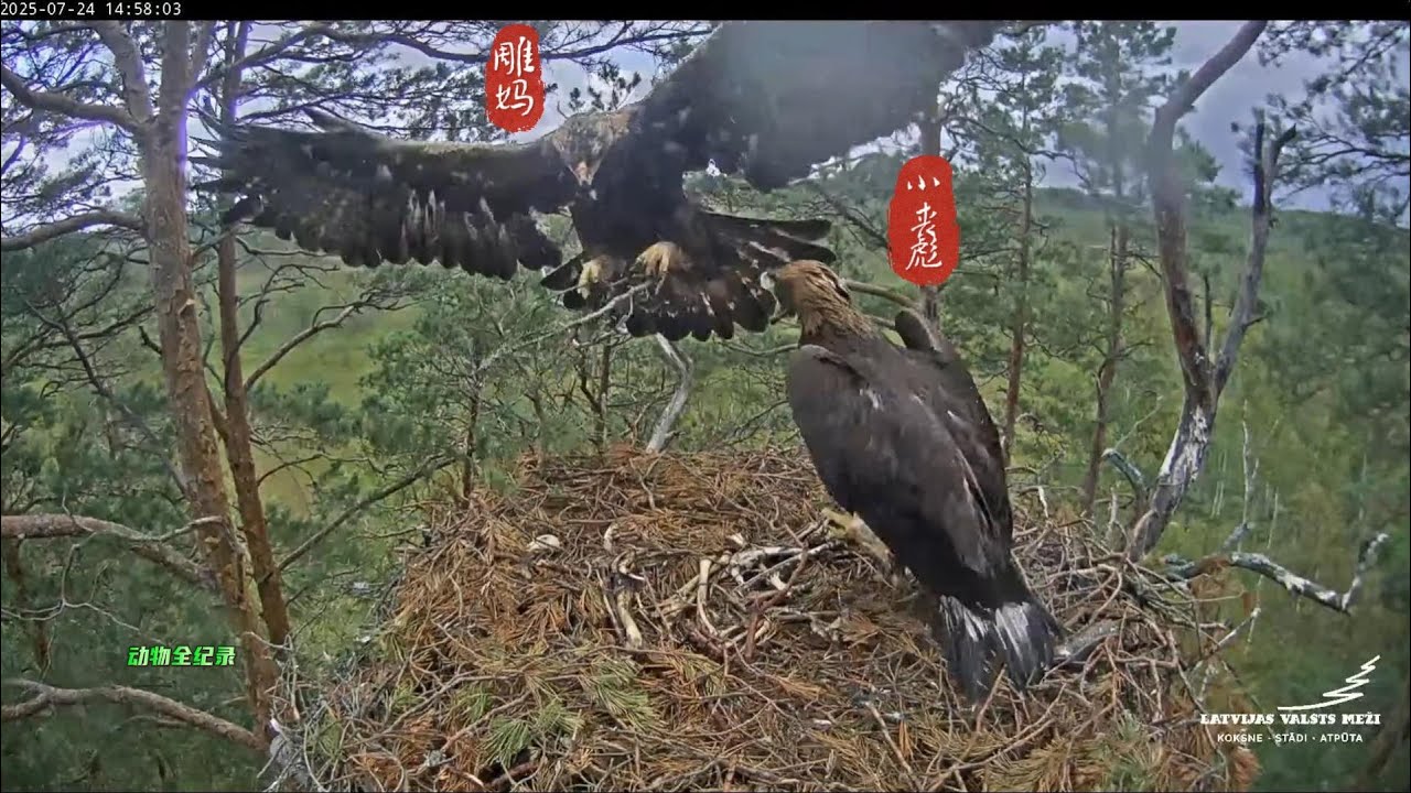 饥饿的“小丧彪”终于等到雕妈回巢，可妈妈带回的是树枝，啥吃的也没有