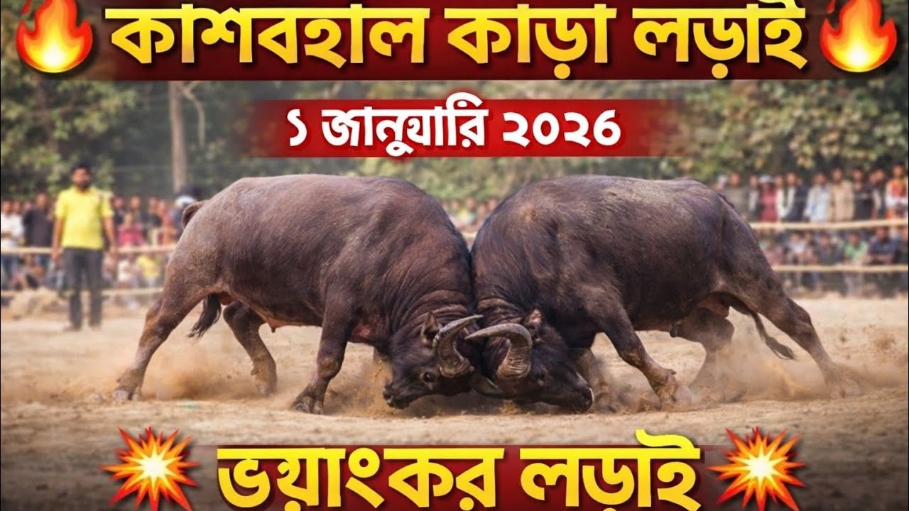 বিনয় কৃষ্ণ মাহাত কাড়া লড়াই কাশবহাল 1জানুয়ারি 2026 পুরুলিয়া কাড়া লড়াই