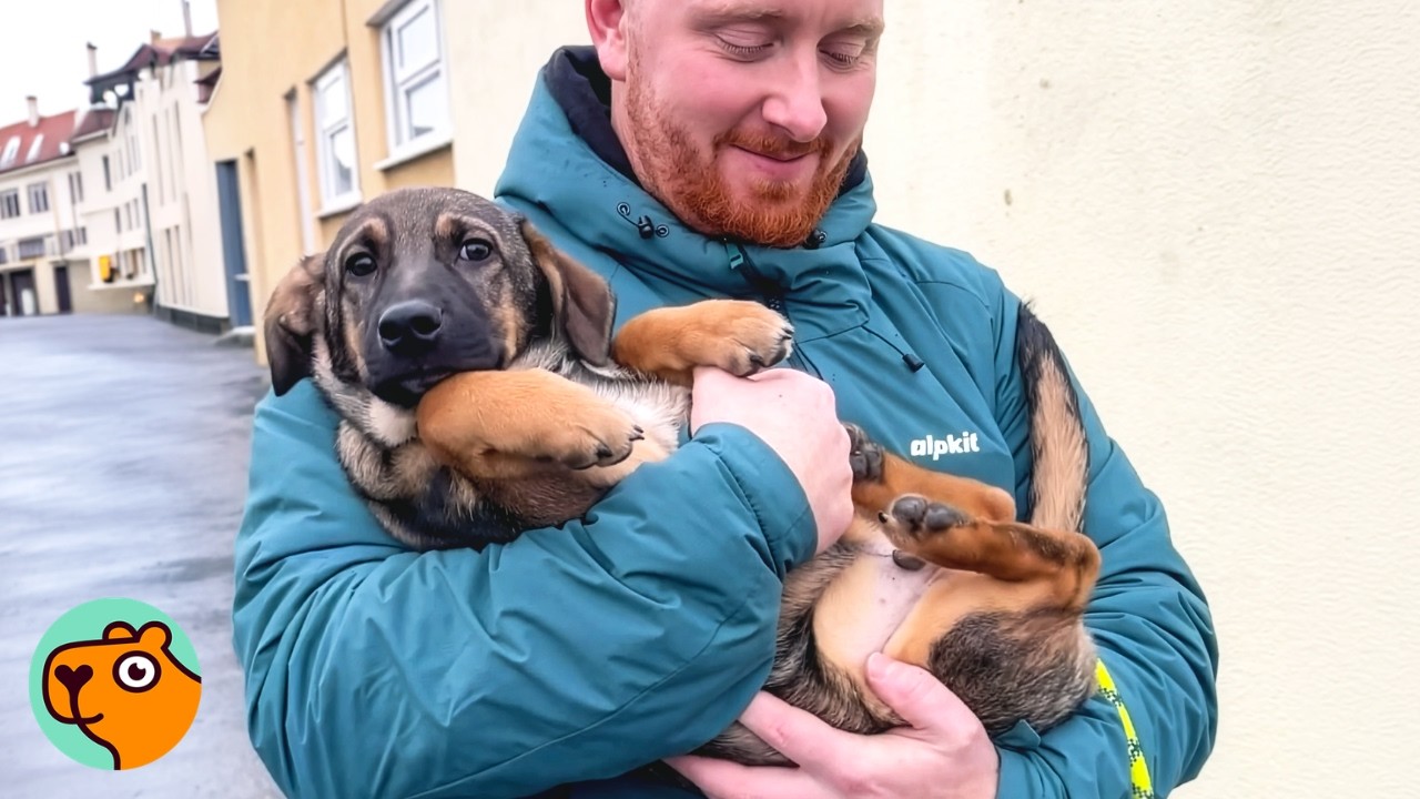 Rescued Dog Was Scared Of New Home Until Dad Helps Him | Cuddle Buddies