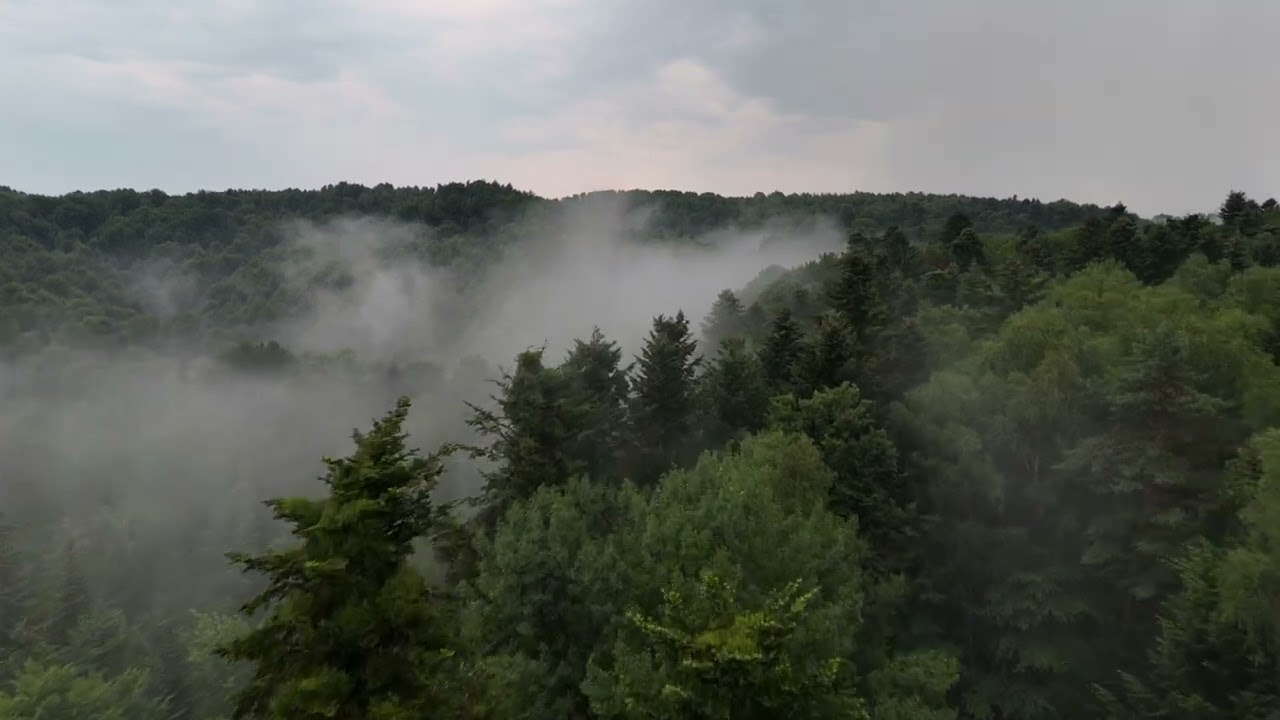 Forests of the East