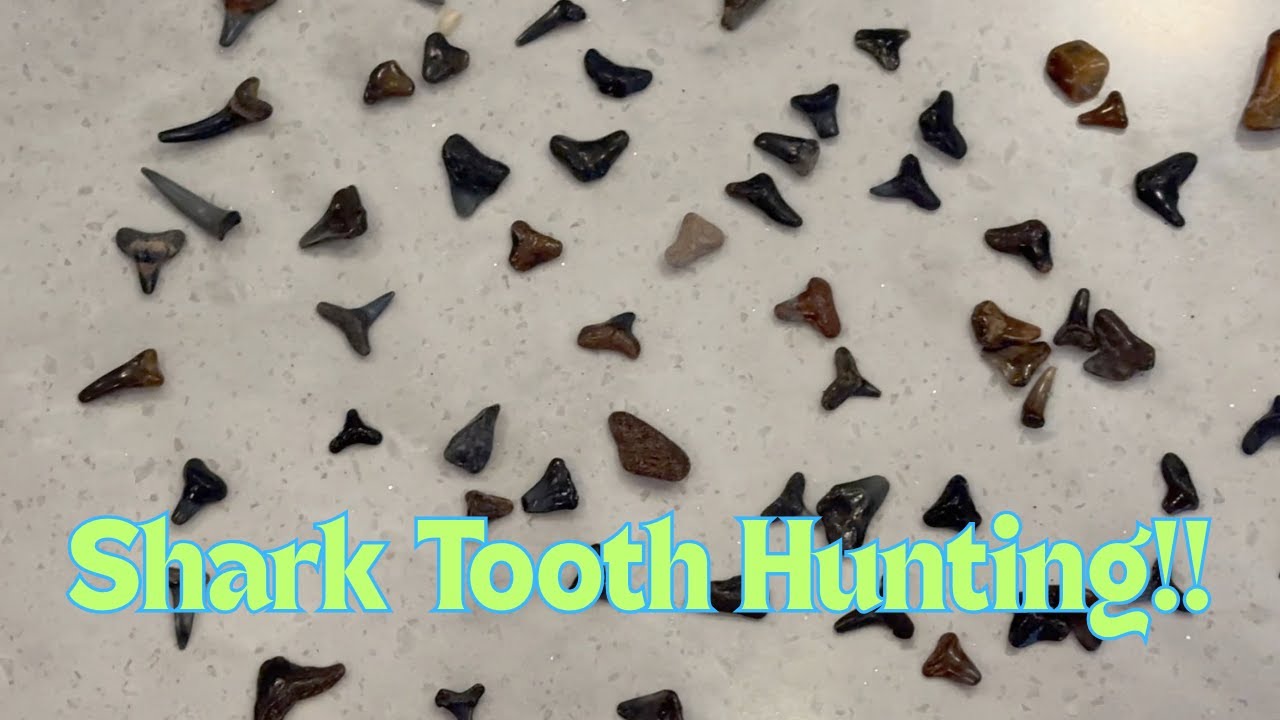 Shark Tooth Hunter - Manasota Key Beach